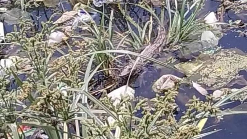 تمساح المنوفية