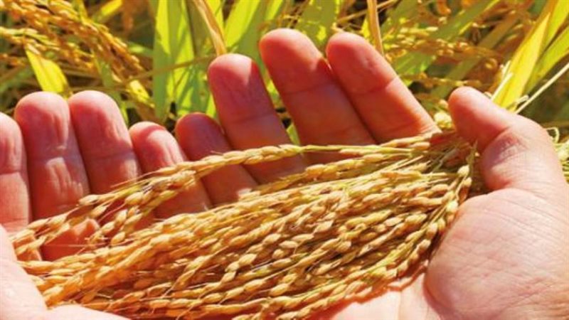 تحقيق الأمن الغذائي