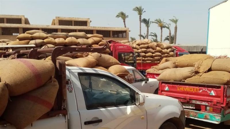 توريد القمح ببنى