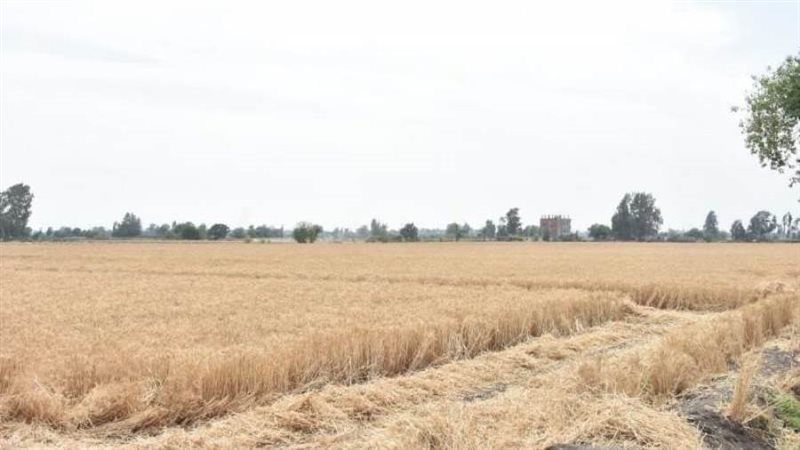 السنابل الذهبية