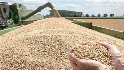 توريد 30 ألفًا و331 طنًا من محصول القمح إلى مطاحن محافظة دمياط