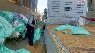 توريد 128 ألف طن قمح لشون وصوامع القليوبية