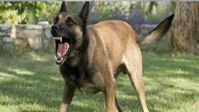 ذعر بقرى طوخ.. كلب مسعور يعقر 25 مواطنًا