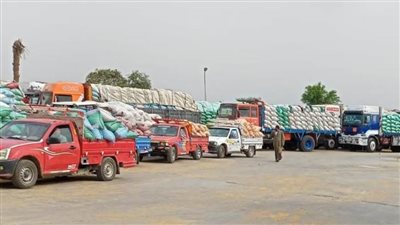 استلام  172 ألف طن قمح ببني سويف بنسبة 75% من المستهدف