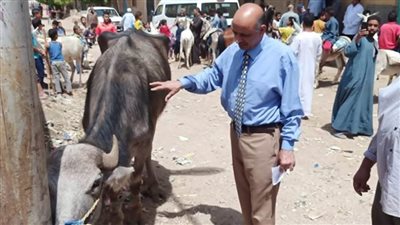 انطلاق قوافل بيطرية تنموية علاجية وإرشادية لصغار المربين بقرى 