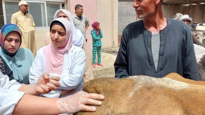 تحصين المواشى بالبحيرة