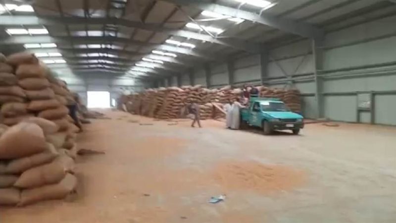 توريد القمح ببنى