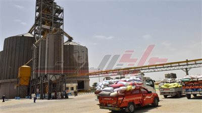 شون وصوامع كفر الشيخ تستقبل 216077 طنا و 475 كيلو قمح