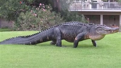 تفاصيل واقعة التهام تمساح لجامع الاطباق الطائرة 