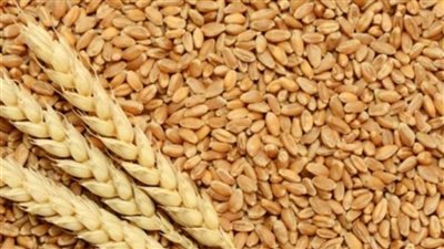 تقرير: الصينيون يواجهون خطر زيادة أسعار السلع الغذائية الرئيسية بسبب أسعار القمح