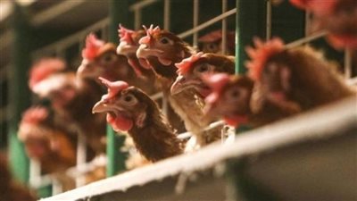 الكويت: حظر استيراد اللحوم من المكسيك والجابون وفرنسا بسبب إنفلونزا الطيور