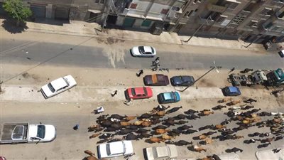 قطيع من الأبقار يتجول في شوارع مدينة دمنهور عاصمة البحيرة