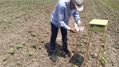 المكافحة الحقلية تتابع زراعات القطن والذرة والمحاصيل الصيفية بالبحيرة