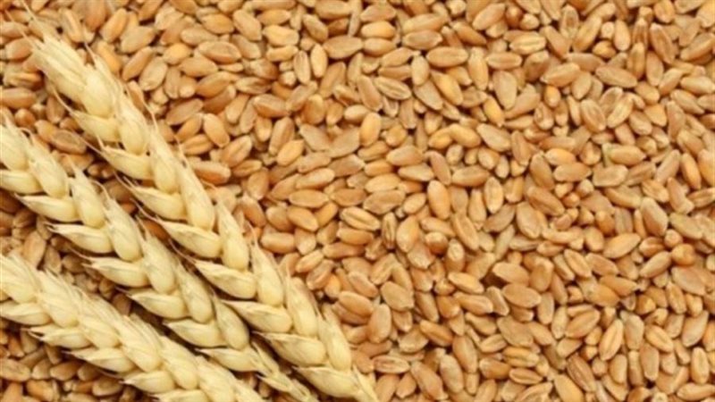 القمح