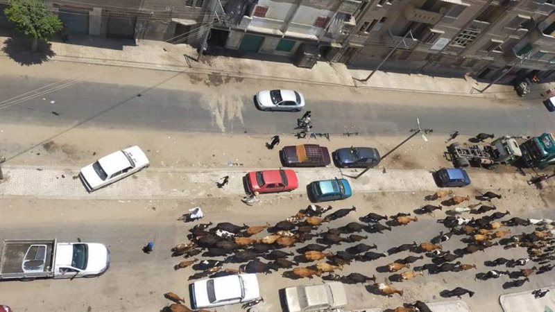 قطيع من الأبقار يتجول