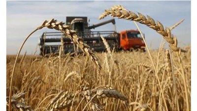 تموين الإسكندرية: تخزين 88 ألف طن من الأقماح المحلية منذ بداية التوريد