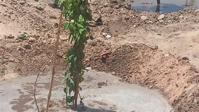 محافظ أسيوط تشجير المدارس والشوارع والميادين احتفالاً باليوم العالمي للبيئة