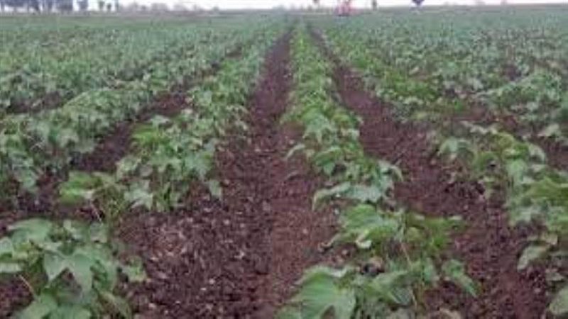 محصول القطن