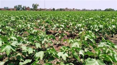 للنهوض بزراعة القطن.. تنفيذ ندوات إرشادية لمزارعي مركزي الزقازيق ومنيا القمح 