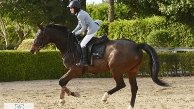 اليوم..400 فارس وفارسة يتنافسون على لقب بطولة الجمهورية بوادي الشرطة بالبساتين 