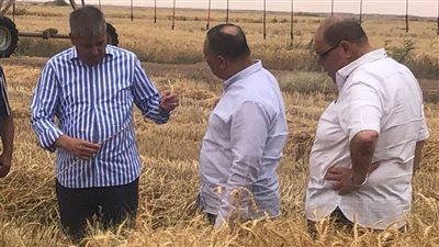شركة جنوب الوادي للتنمية: بعنا 14400فدان للمستثمرين وحصدنا 1525 فدان قمح من مزارعنا بتوشكى