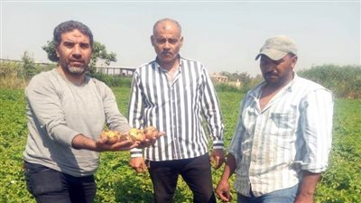 مركزية البساتين تصدر 13 توصية لمزارعي الإسكندرية