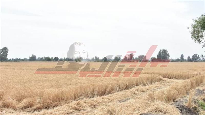 محصول القمح