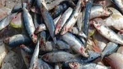 ضبط ٨ أطنان أسماك  و٦٥٠ كيلو فول سوداني مجهولي المصدر بالإسماعيلية