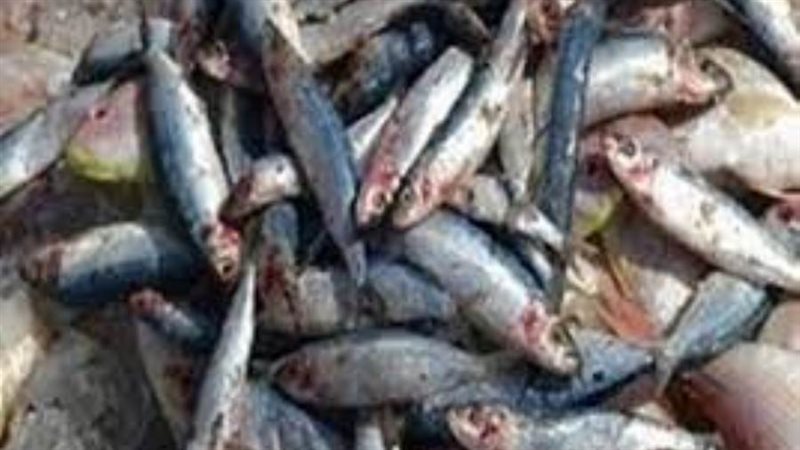 ضبط ٨ أطنان أسماك