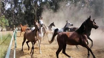 بعد اطلاع الرئيس على جهود تطويرها.. محطة الزهراء للخيول العربية المصرية الأصيلة× سطور