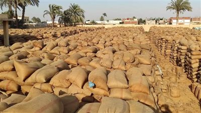 استلام 216 ألف  طن قمح بالصوامع  والشون ببني سويف