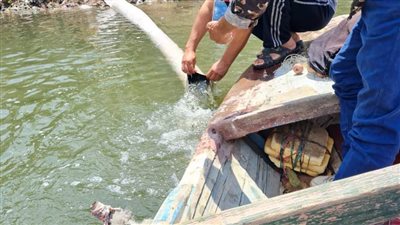 إلقاء 250 ألف ذريعة سمك بلطي في نهر النيل بالدقهلية