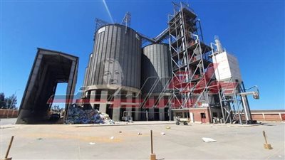 شون وصوامع كفرالشيخ تستقبل 231797 طن قمح محلي 