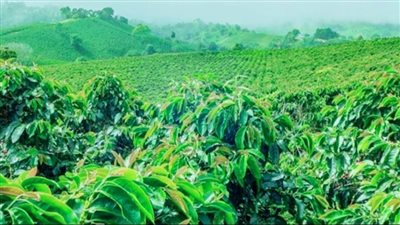 تأثير التغيرات المناخية.. زراعة البن تنقذ الغابات الاستوائية في موزمبيق 