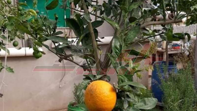 زراعة أسطح المنازل