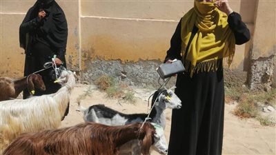 الزراعة والتضامن توزعان الدفعة الثانية من مشروعات الأغنام لمستفيدي برنامج 