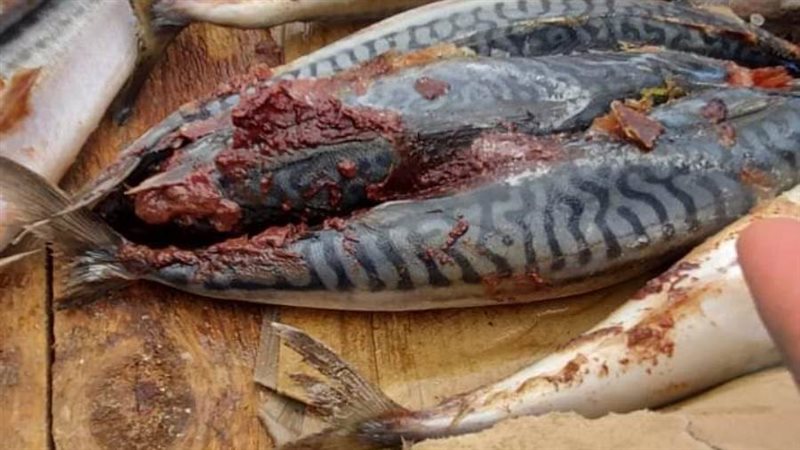 جانب من الحملة