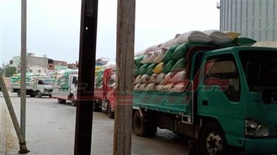 توريد 233006 أطنان و828 كيلو قمح محلي بكفر الشيخ