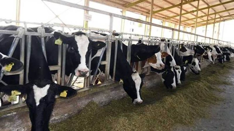 مزارع للماشية - ارشيفية