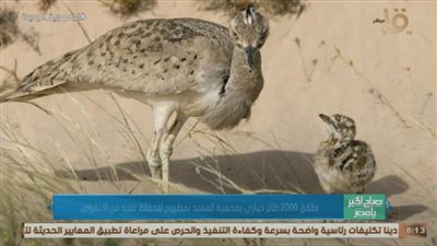 إطلاق 2000 طائر حباري بمحمية العميد للحفاظ عليه من الانقراض 