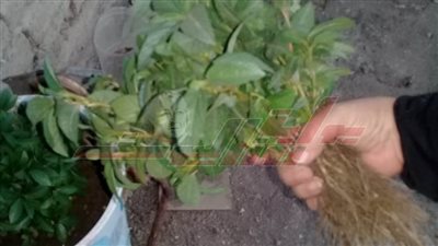  مبادرات زراعة أسطح المنازل بالمنيا سلاح من أسلحة مواجهة التغيرات المناخية.. صور