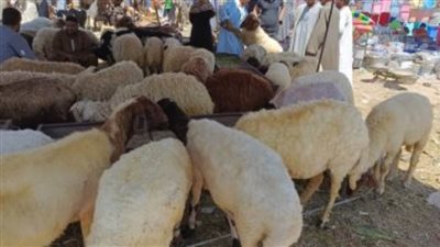 ارتفاع أسعار لحوم الأضاحي لم يؤثر على حركة بيعها في الإسماعيلية