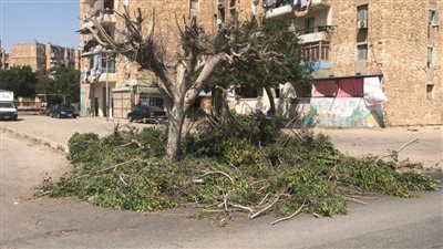 جهاز التطوير والتجميل ينفذ حملة لتهذيبِ وتقليم الأشجار بشارع القماش بالإسماعيلية