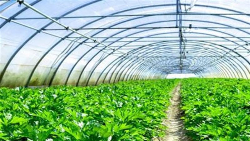 مشروعات الصوب الزراعية