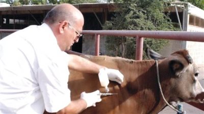 بيطري الإسماعيلية تنفي انتقال عدوى الحمى القلاعية من الحيوان إلى الإنسان 