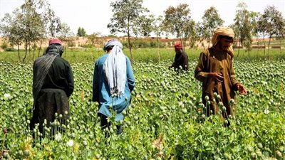الأمم المتحدة: الحرب في أوكرانيا قد تنعش الإنتاج غير المشروع للمخدرات 
