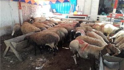 زراعة شمال سيناء تطرح أضاحي العيد