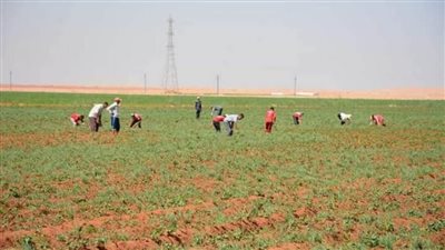 لأول مرة.. الوادي الجديد تزرع البطاطا بواحة الداخلة