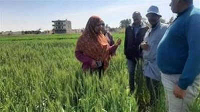 مدير عام الإرشاد الزراعي ومكافحة الآفات بالإسماعيلية يطمئنان على محصول المانجو بالقنطرة شرق