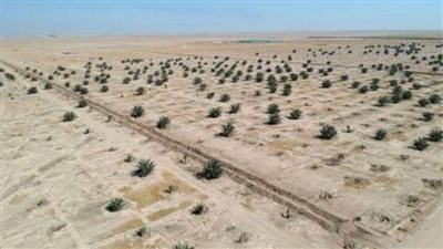 الزراعة العراقية: 55‎% من مساحة أراضي البلاد مهددة بالتصحر